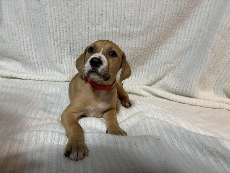 Mulberry thumbnail 3