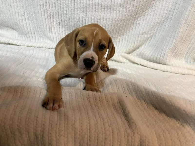 Mulberry thumbnail 4