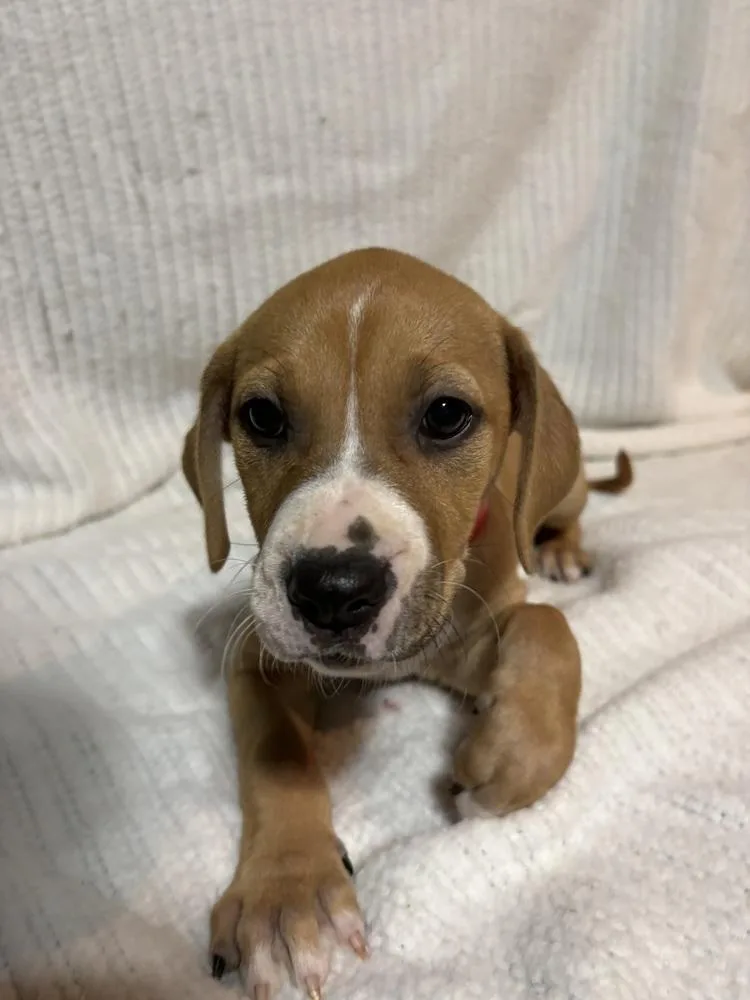 Mulberry thumbnail 5