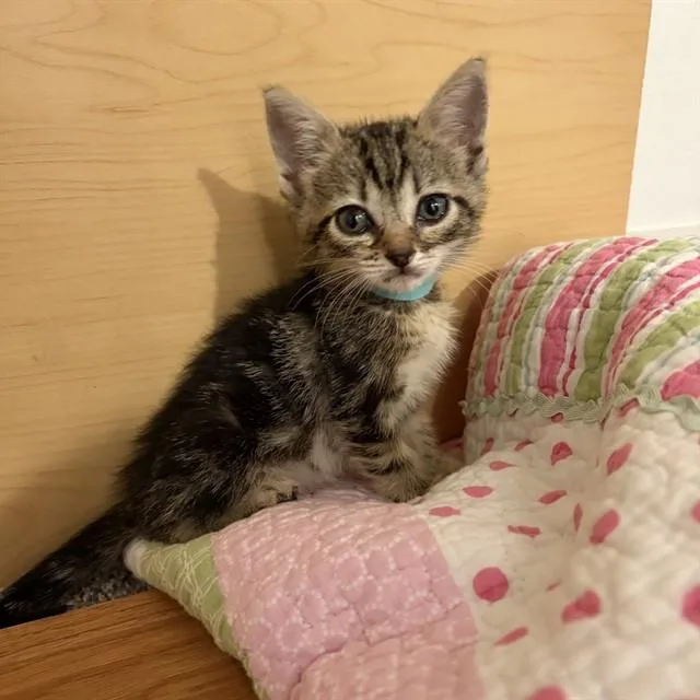 A baby small-sized female Domestic Short Hair cat named Dusty for adoption in Auburn, CA