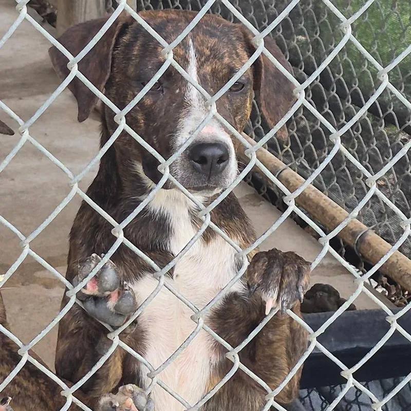 A young medium-sized female Brown / Chocolate Mixed Breed dog named Maisy for adoption in Durant, OK