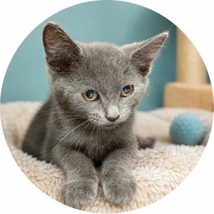 A baby small-sized female Domestic Short Hair cat named Confusion for adoption in Cumberland, MD