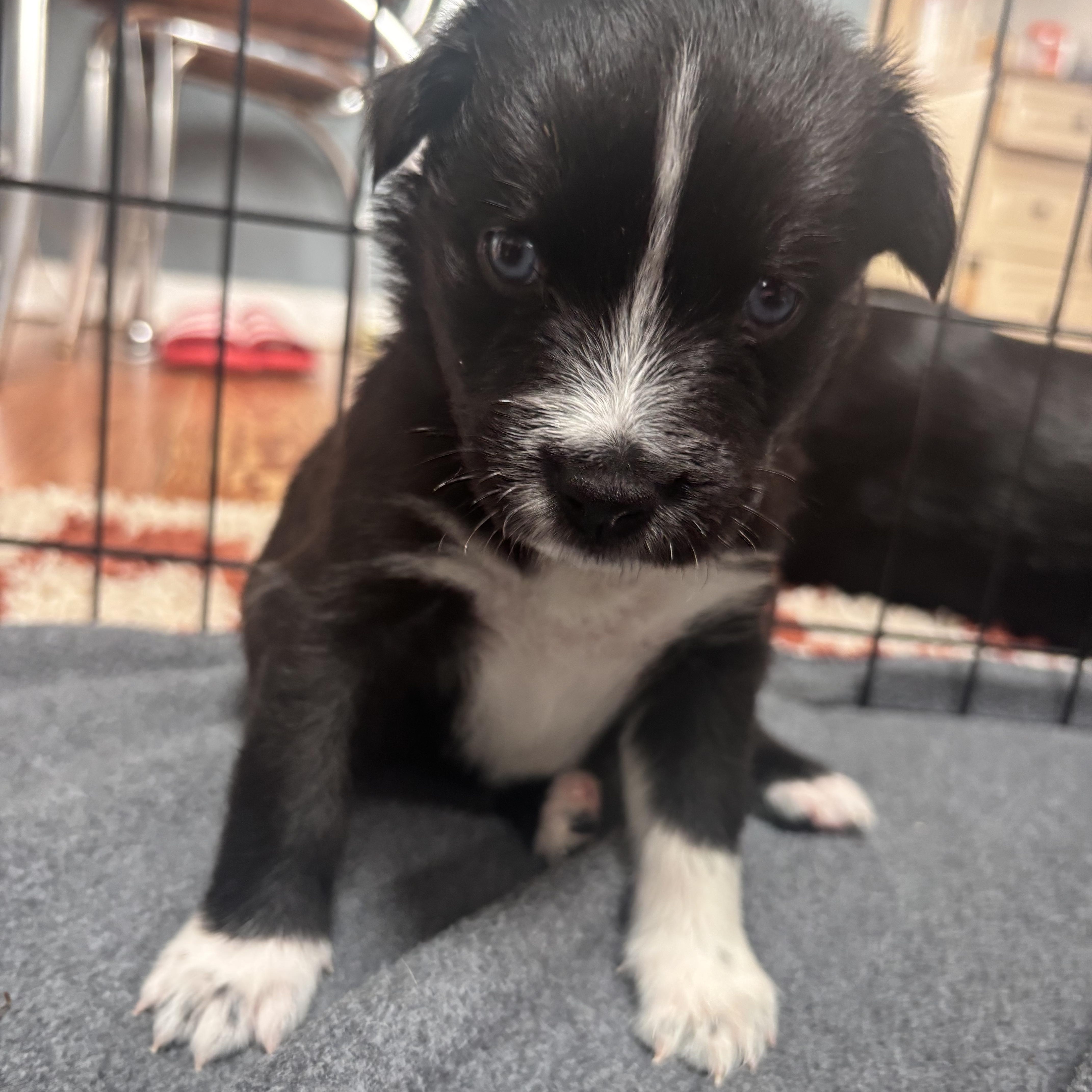 Mighty Duck Skates ~ thumbnail 2