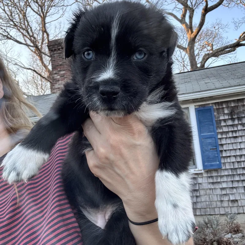 A baby medium-sized female Black Black Labrador Retriever dog named Mighty Duck Skates ~ for adoption in Andover, MA