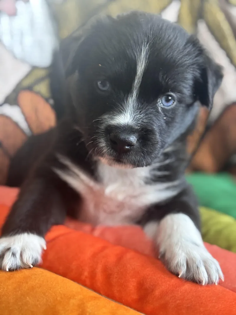 Mighty Duck Skates ~ thumbnail 3