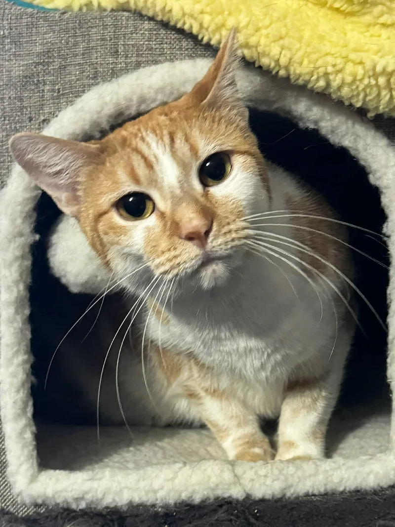 A young medium-sized female Tabby (Orange / Red) Domestic Short Hair cat named Ginger for adoption in Sioux Falls, SD