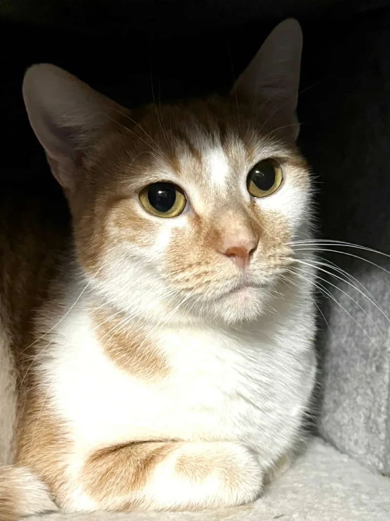 Ginger thumbnail 2