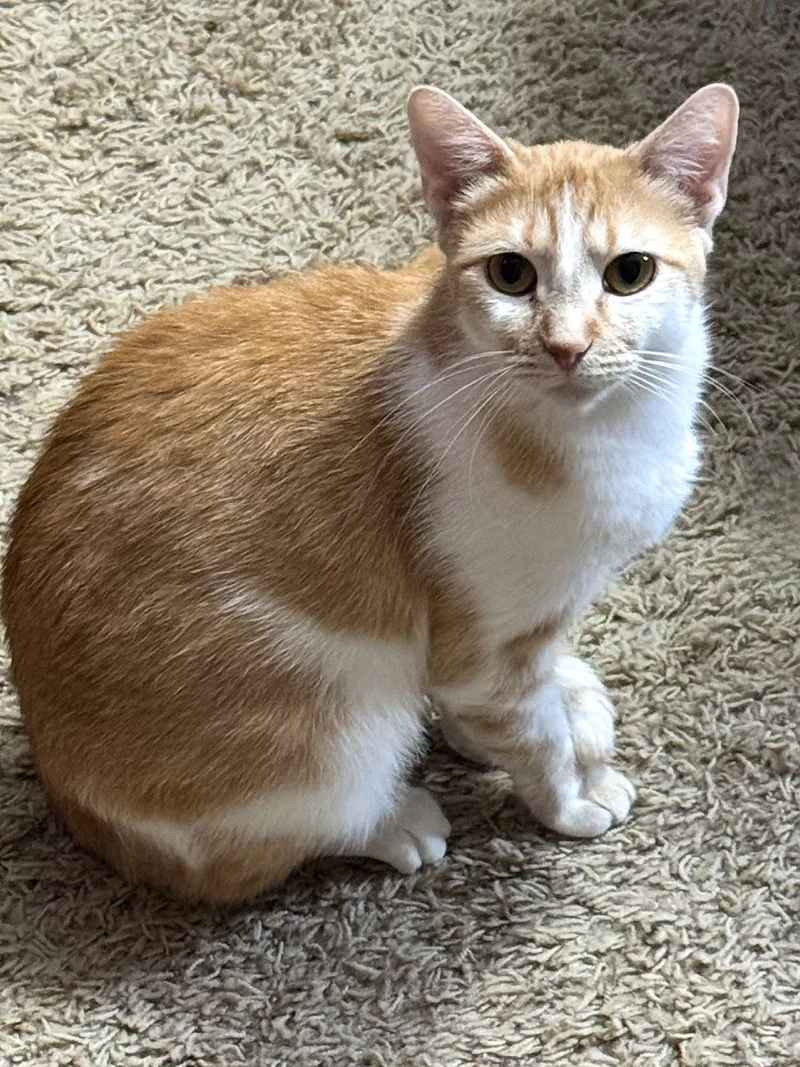 Ginger thumbnail 3