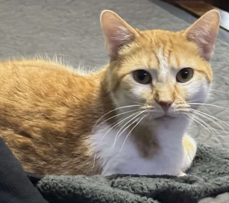Ginger thumbnail 4