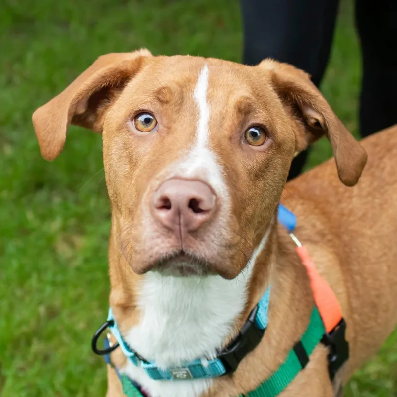 A young small-sized male White / Cream Mixed Breed dog named Bobo for adoption in Middletown, RI