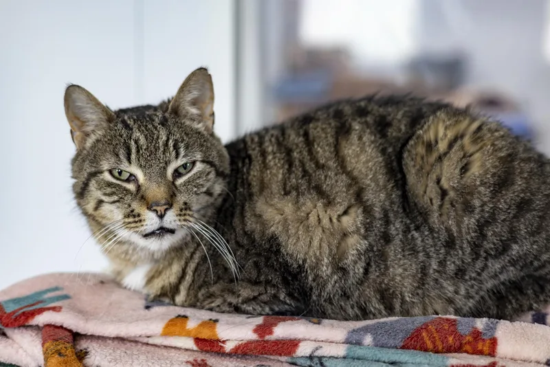 A senior large-sized male Tabby (Brown / Chocolate) Domestic Short Hair cat named Brahm for adoption in Richland Center, WI