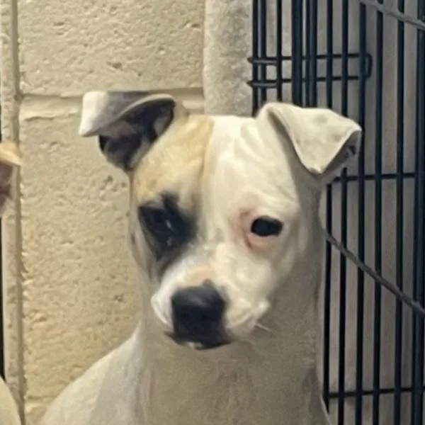 An adult small-sized female Chihuahua dog named Princess for adoption in El Cajon, CA