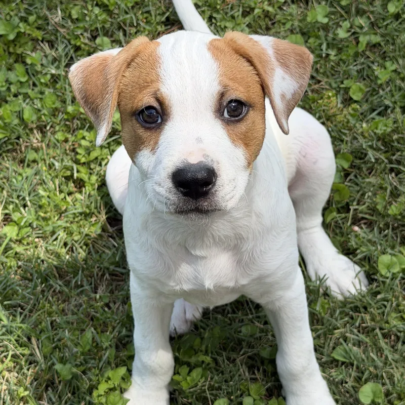 A baby medium-sized female Tricolor (Brown, Black, & White) Australian Cattle Dog / Blue Heeler dog named Velvet for adoption in TOMBALL, TX
