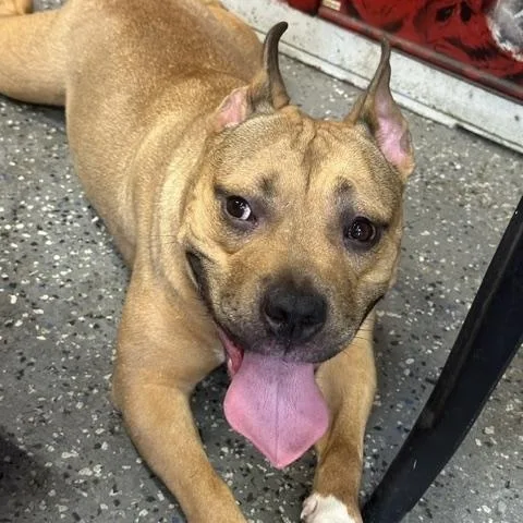 A young medium-sized female Yellow / Tan / Blond / Fawn American Staffordshire Terrier dog named Zoey for adoption in Lyndhurst, NJ