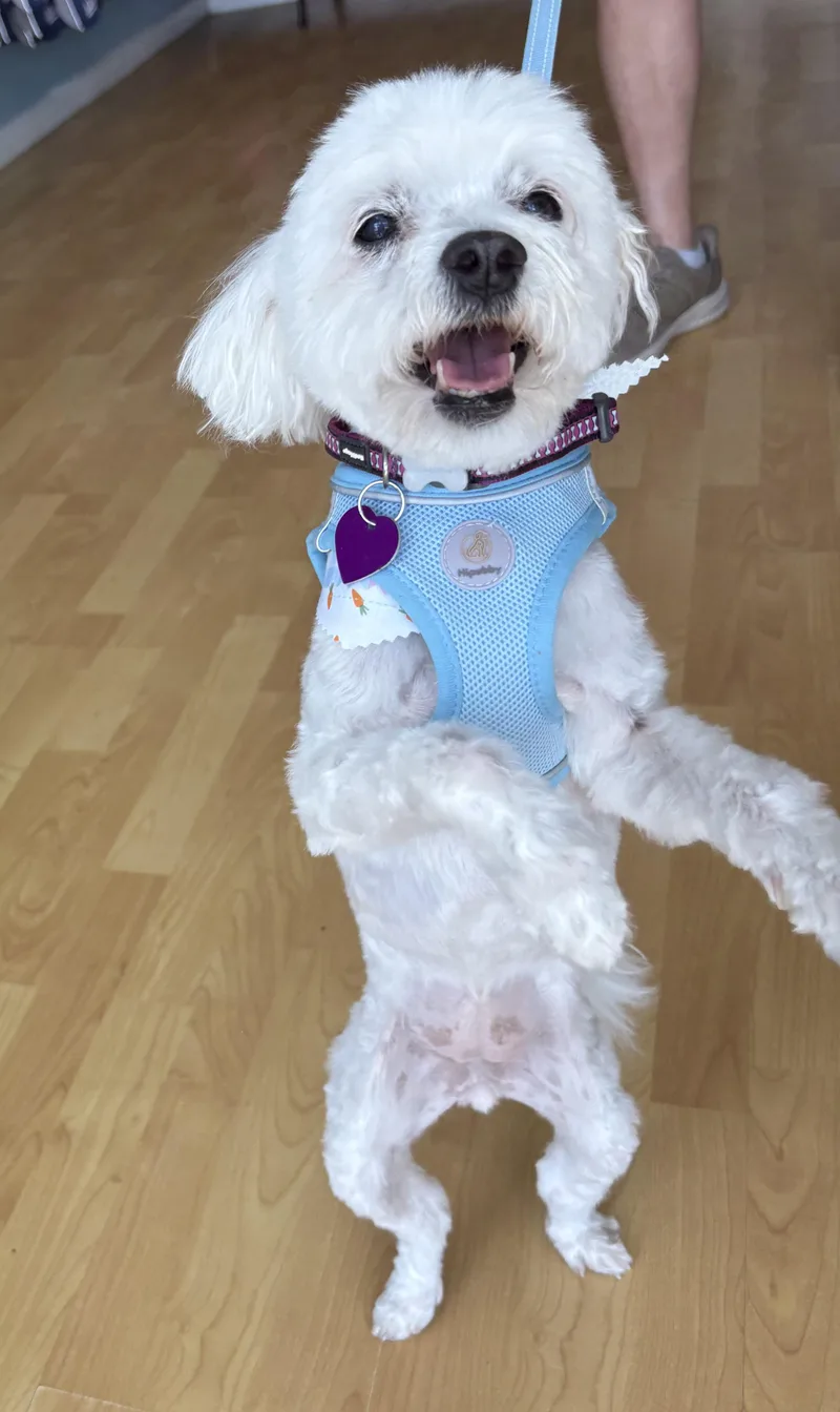A senior small-sized female White / Cream Maltipoo dog named Sofia for adoption in Covina, CA