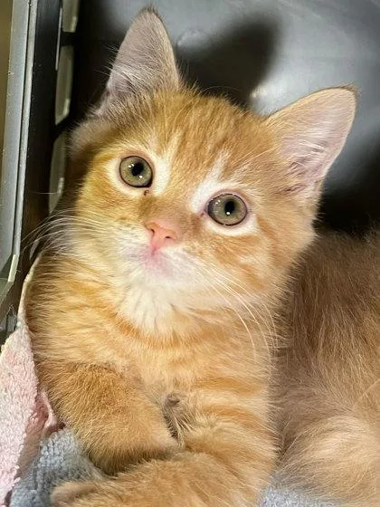 Tangerine