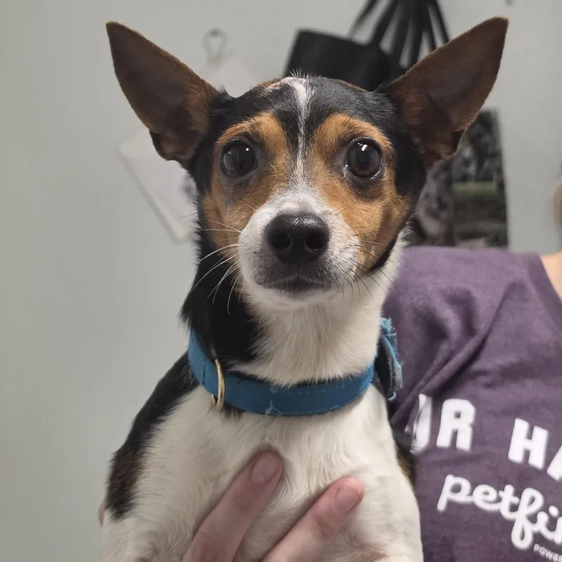 An adult small-sized male White / Cream Mixed Breed dog named Fred for adoption in Troy, IL
