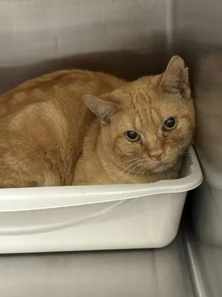 An adult medium-sized male Domestic Short Hair cat named Rand for adoption in Lafayette, IN