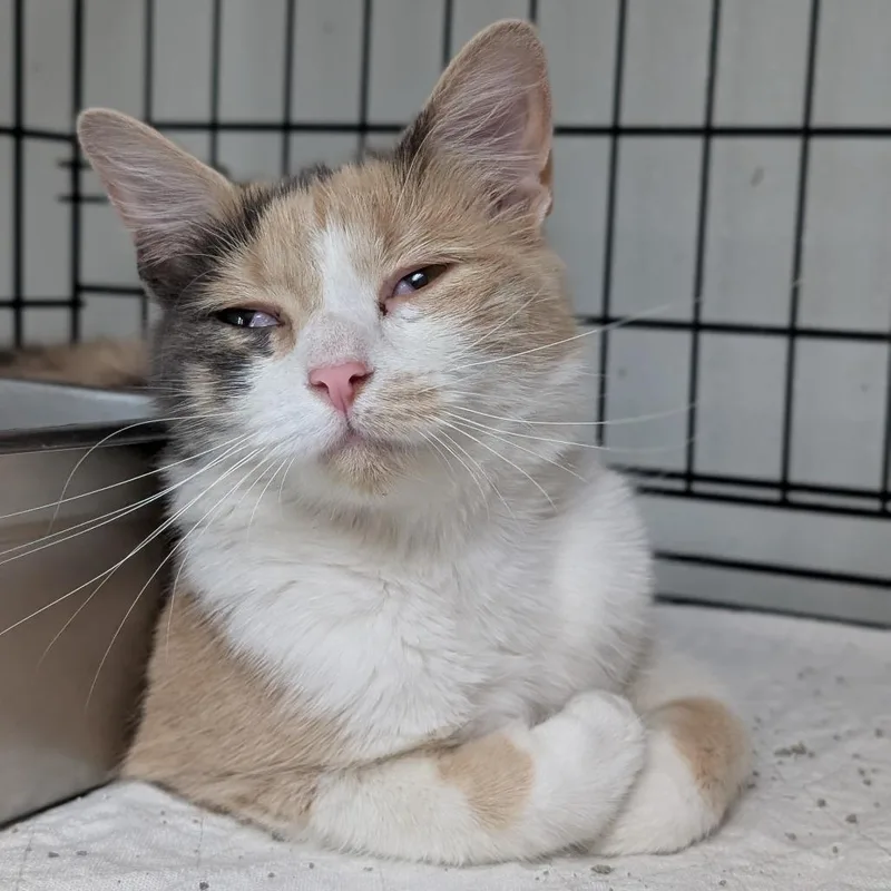 An adult medium-sized female Calico Domestic Short Hair cat named Pixie for adoption in Canton, IL