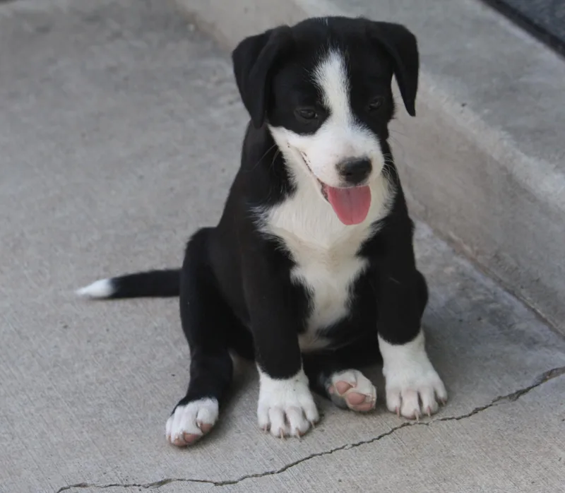 A baby medium-sized male Australian Shepherd dog named Travis for adoption in Albuquerque, NM