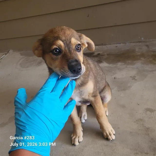 A baby small-sized female German Shepherd Dog dog named Revy for adoption in San Antonio, TX