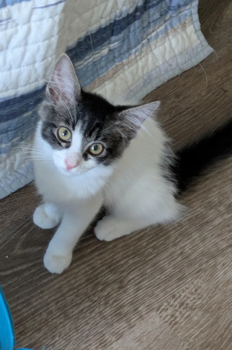 A young medium-sized female Domestic Medium Hair cat named Dolly for adoption in Walnut, CA