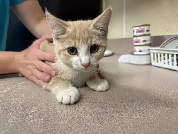 A baby small-sized male Domestic Short Hair cat named Elmo for adoption in Salisbury, MD