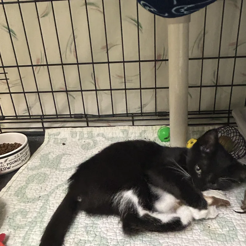 A baby small-sized male Black & White / Tuxedo Domestic Short Hair cat named Ozzy And Sharon for adoption in Cape May, NJ