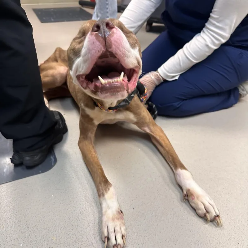 An adult medium-sized male Yellow / Tan / Blond / Fawn Pit Bull Terrier dog named Milo for adoption in Newark, NJ