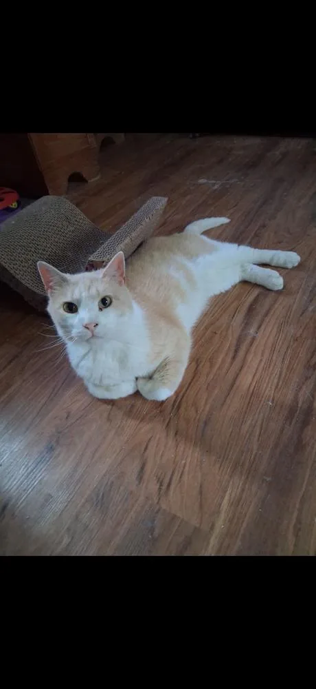 A senior large-sized male Domestic Short Hair cat named Lunar for adoption in La valle, WI