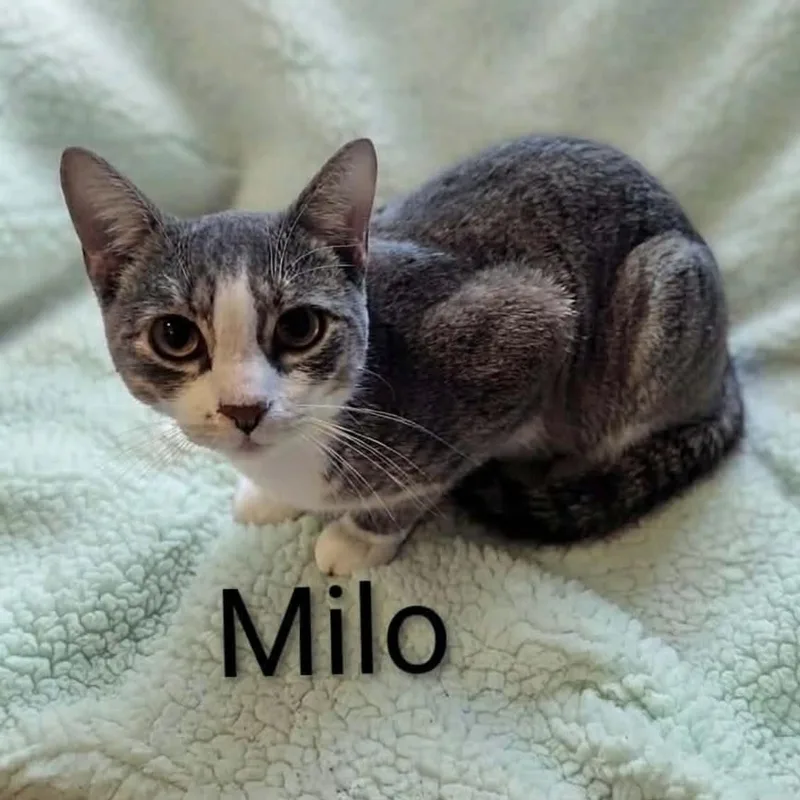 Milo thumbnail 2