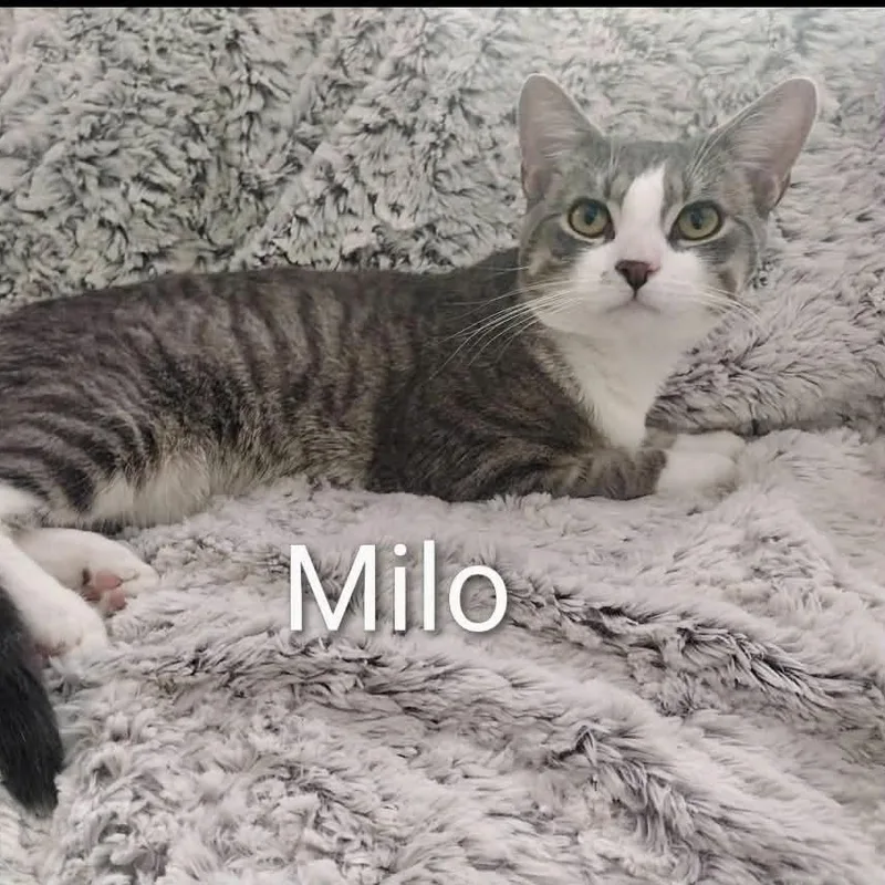 Milo thumbnail 3
