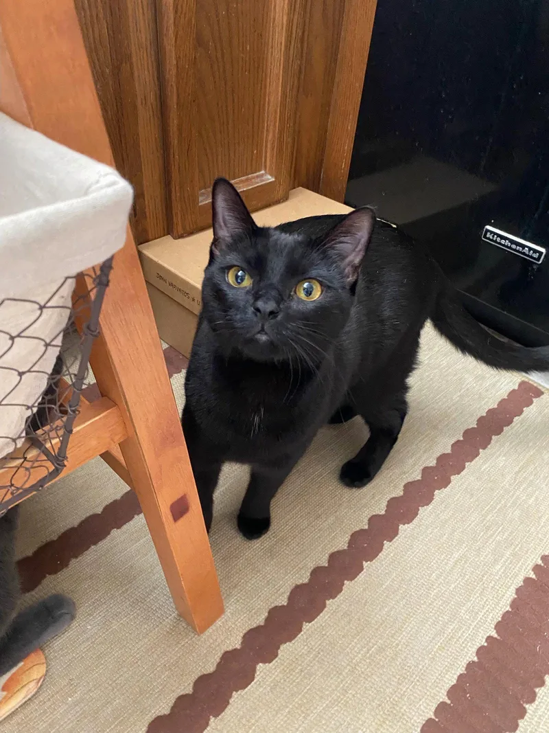 A young medium-sized female Domestic Short Hair cat named Luna for adoption in Riverside, CA