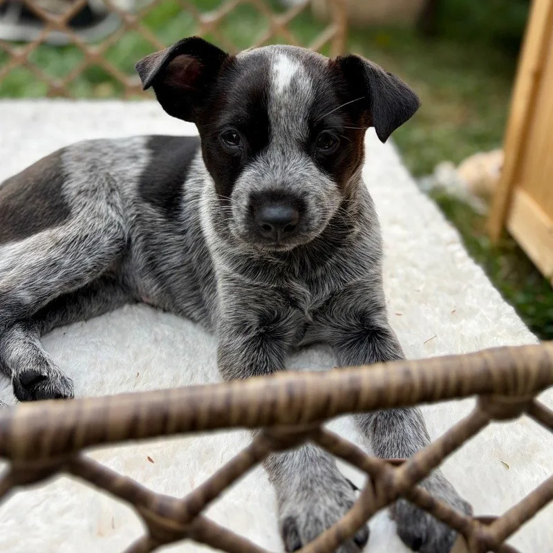 A baby medium-sized female Australian Cattle Dog / Blue Heeler dog named Hermione for adoption in Bloomfield, CT