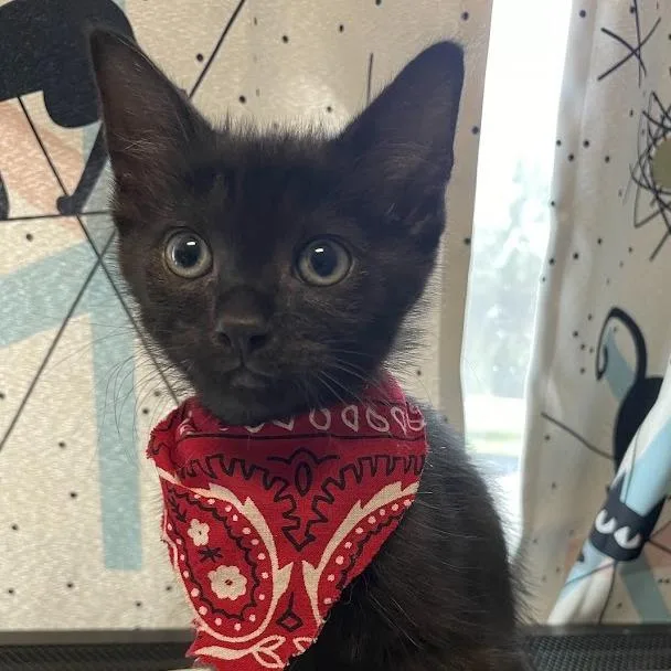 A baby small-sized female Black Domestic Short Hair cat named Ebony for adoption in Port Charlotte, FL