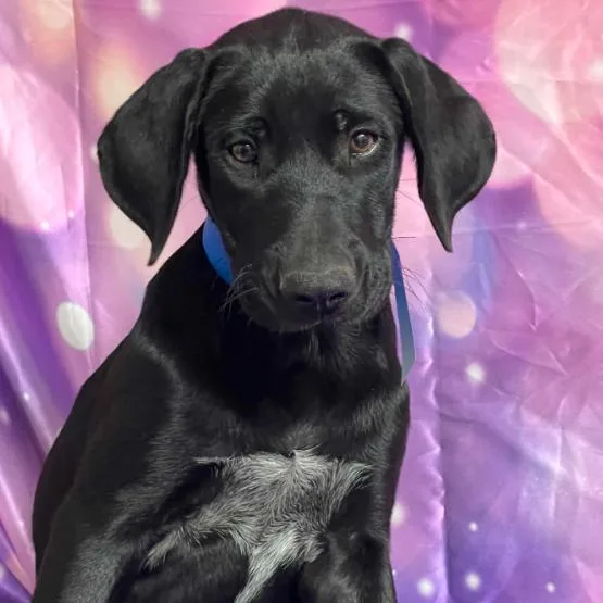 A baby small-sized male Black Labrador Retriever dog named Roll for adoption in Fort Collins, CO