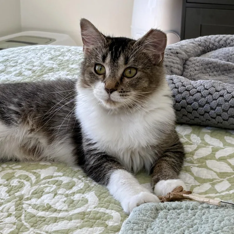 A young small-sized female Domestic Long Hair cat named Suzie Q for adoption in Murray, UT
