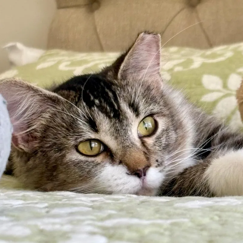 Suzie Q thumbnail 3