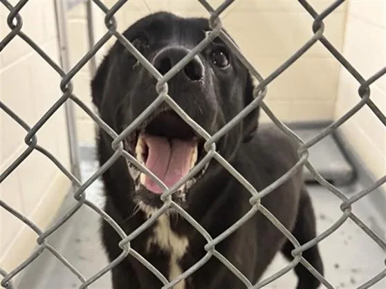 A young large-sized male Labrador Retriever dog named Lex Luther for adoption in Anchorage, AK