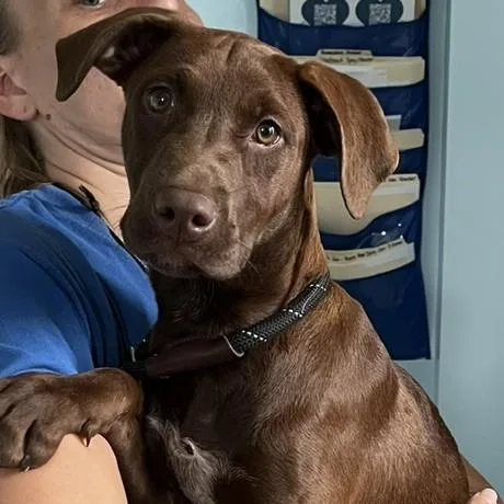A baby medium-sized female Brown / Chocolate Chocolate Labrador Retriever dog named Annie for adoption in Albany, NY