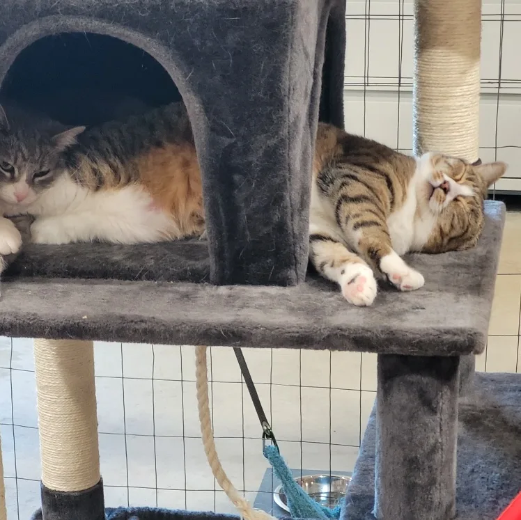 Meow And Opal thumbnail 4