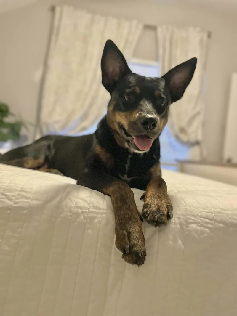 An adult medium-sized female German Shepherd Dog dog named Grace for adoption in Huntsville, TX