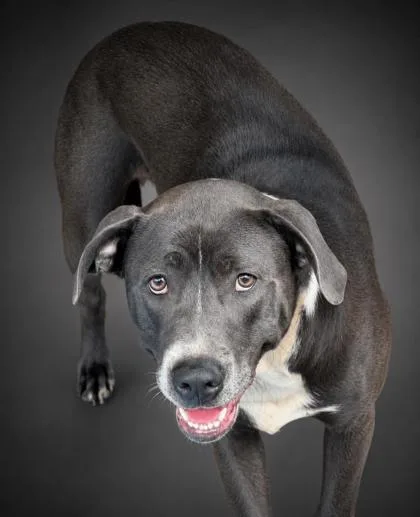 An adult large-sized female Pit Bull Terrier dog named Piper for adoption in Bowling Green, KY