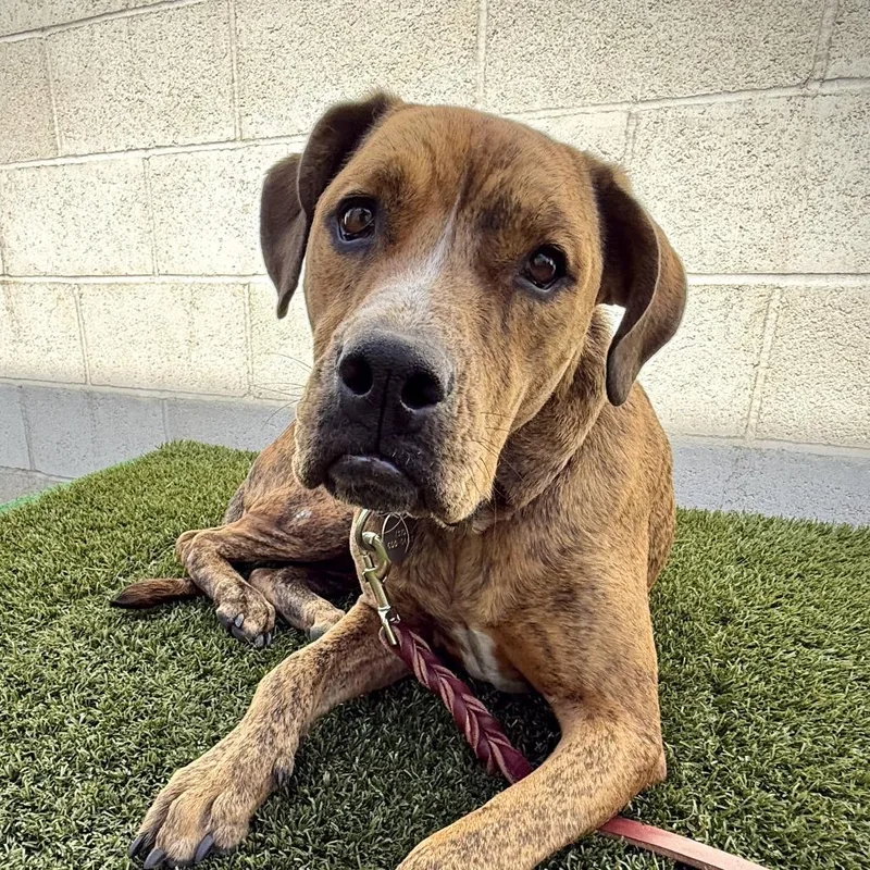An adult large-sized female Brown / Chocolate Pit Bull Terrier dog named Sydney for adoption in Los Angeles, CA
