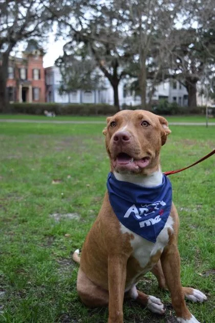 Crosstrek thumbnail 2