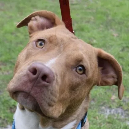 Crosstrek thumbnail 3