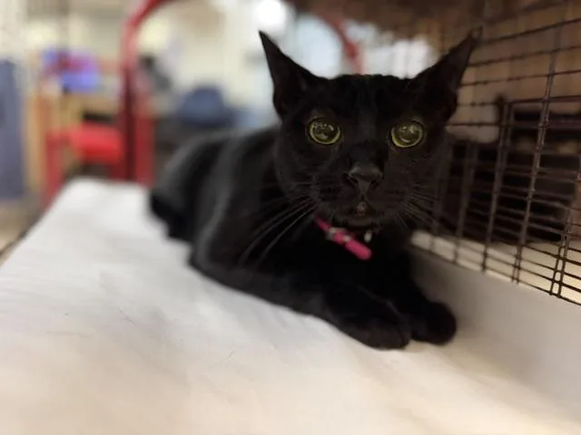 An adult small-sized female Domestic Short Hair cat named Rosi for adoption in Miami, FL