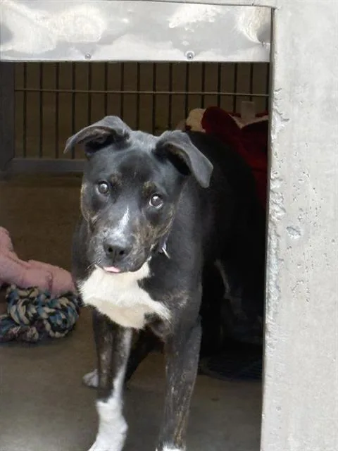 A young medium-sized female Pit Bull Terrier dog named Camilla for adoption in Santa Cruz, CA
