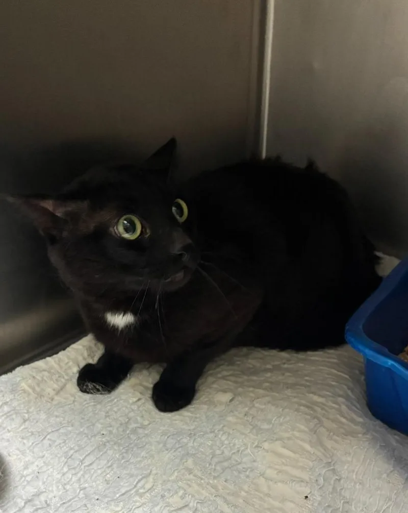 A young medium-sized male Domestic Short Hair cat named Jack for adoption in Clarksville, TN