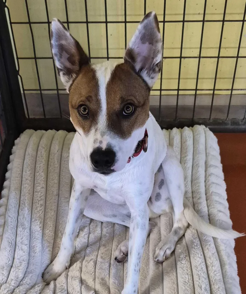 A young medium-sized male Australian Cattle Dog / Blue Heeler dog named Bentley for adoption in Ridgway, CO